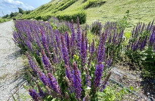 IMG_E4957.JPG